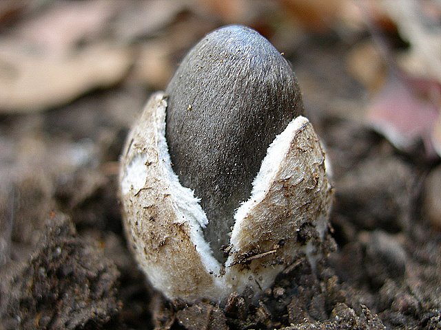 Volvariella  terrea  sp.nov.